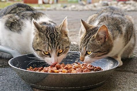 Can Cats Eat Dog Food Everything You Need To Know Pets Daily Life