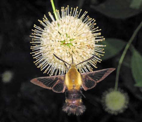 Hemaris Diffinis Snowberry Clearwing Moth Newark Ohio Flickr