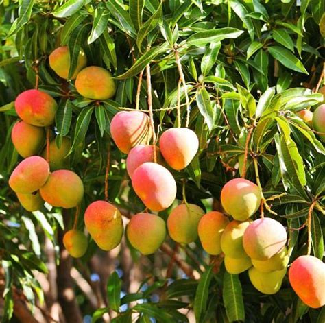 Best Mango Varieties In The World Urban Plants Urban Plants