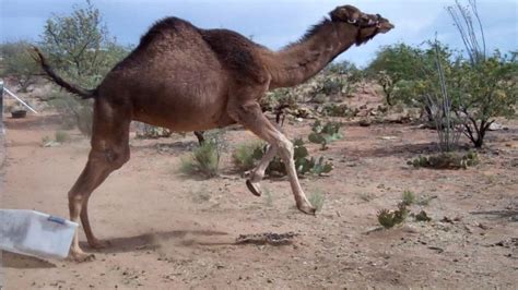 I just found the imperial camels in rogue one. Camels and Friends: Nessie and Baby in Arizona | The Kid ...