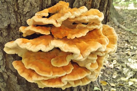Edible Wild Mushrooms Elkhart County Parkselkhart County