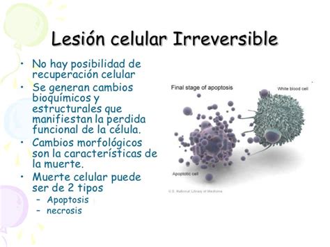 Lesion Y Muerte Celular