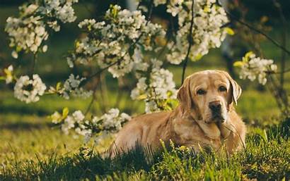 Dog Retriever Golden Labrador Wallpapers Spring Dogs