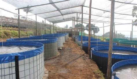 Sistem Bioflok Teknologi Budidaya Baru Untuk Ikan Nila