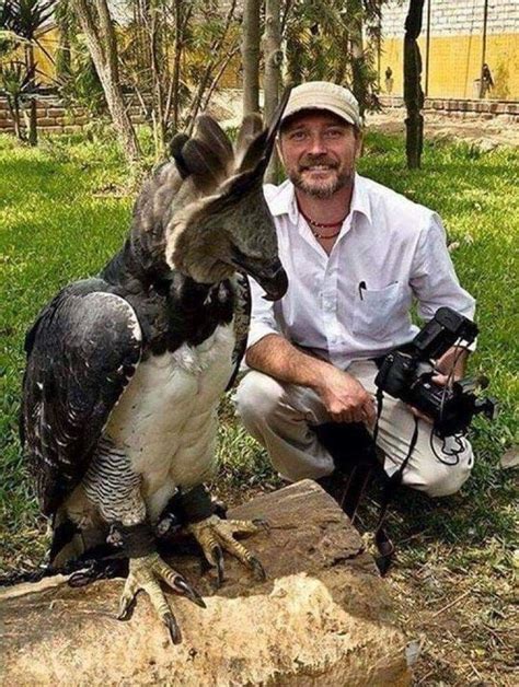 This Is A Harpy Eagle The Largest Eagle In The World Harpy Eagle