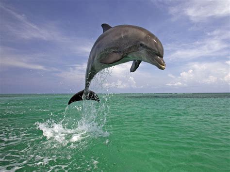 Dolphin Wild Life Animal