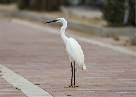 Discover 32 Stunning Birds With Long Necks And Legs Learn Bird Watching