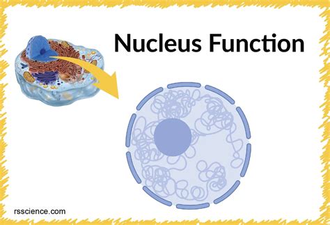 Cell Nucleus Function Structure And Under A Microscope Rs Science