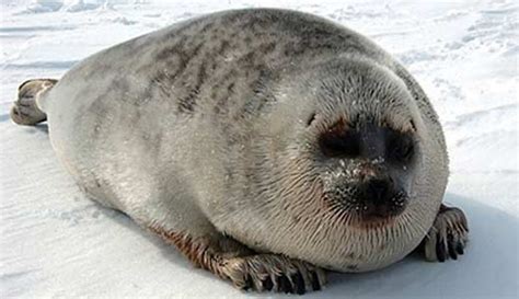 Перевод слова seal, американское и британское произношение, транскрипция, словосочетания, однокоренные слова, примеры использования. Amazing facts about Ringed Seals | OneKindPlanet Animal Education
