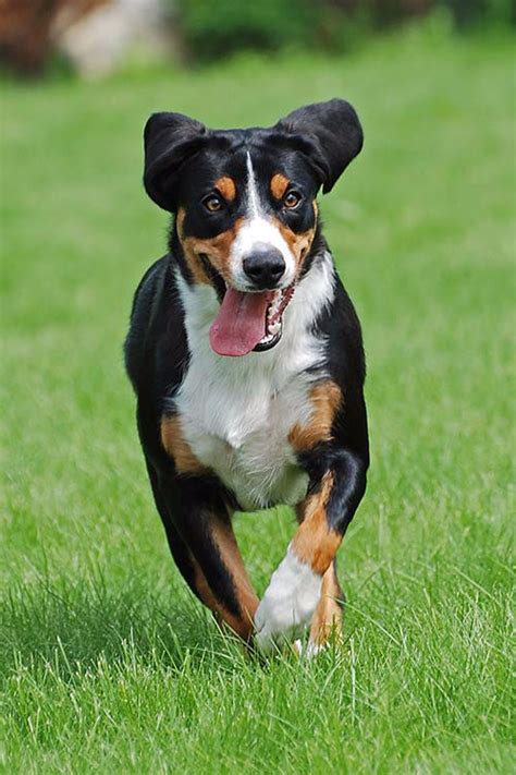 Appenzeller Sennenhund Dog Breed Information American Kennel Club In