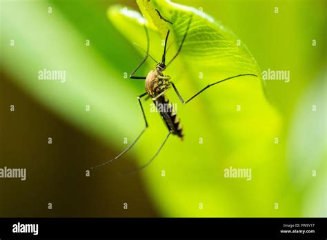 Mosquitos Aedes Aegypti Hi Res Stock Photography And Images Alamy