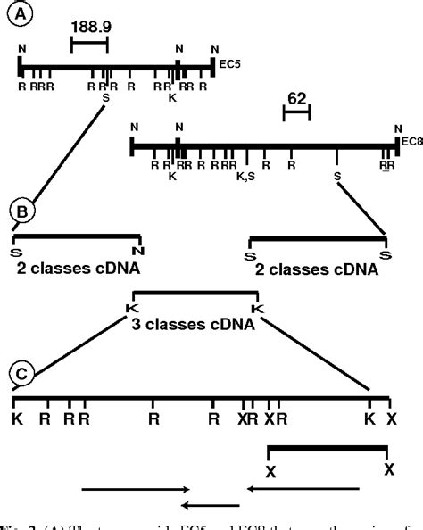 Pdf The Msl 2 Dosage Compensation Gene Of Drosophila Encodes A Putative Dna Binding Protein