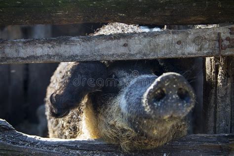 Pig`s Snout Stock Image Image Of Livestock Snout Nose 79321885