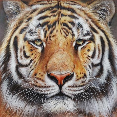 86 best images about drawing faces on pinterest. Faces of the Wild - Amur Tiger Drawing by Elena Kolotusha
