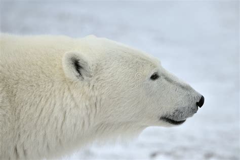 Close Up Portrait Male Polar Bear Ursus Maritimus Stock Photo Image