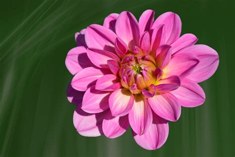 Kostenlose Foto Blühen Blume Blütenblatt Rosa Flora Nahansicht
