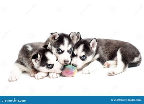 Siberian Husky Puppies Playing With A Ball Stock Image Image Of Cute