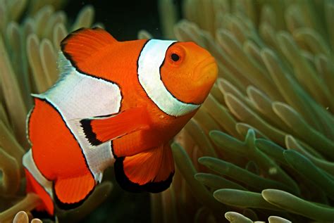 Losing Nemo Climate Change Threatens The Colorful Clownfish