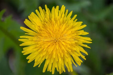 Blooming Yellow Dandelion Dandelion Taraxacum Flower In The Garden