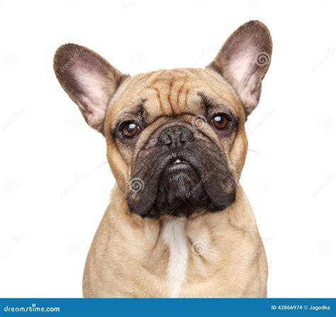 French Bulldog Portrait Stock Photo Image Of French 42866974