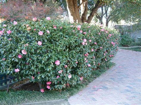 Camellia Sasanqua Coral Delight