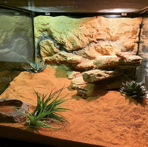 Bartagamen Terrarium Snake Terrarium Lizard Habitat Reptile Habitat