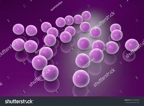 Spherical Bacteria Gram Positive Cocci Streptococcus