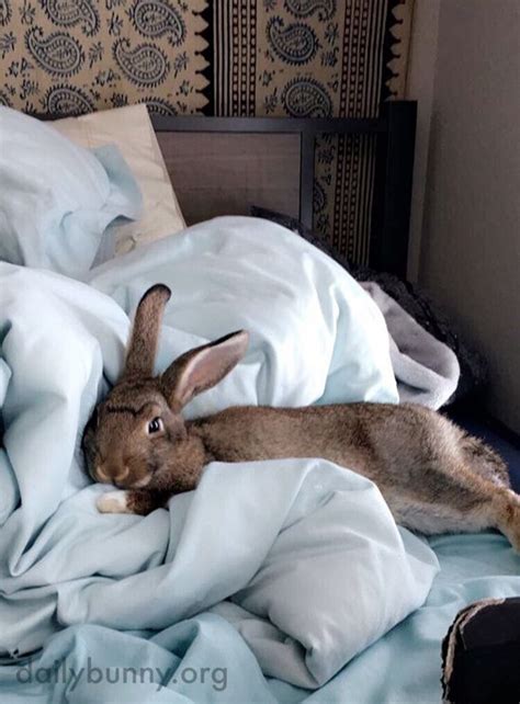 26 Bunnies So Ridiculously Cute It S Overwhelming Artofit
