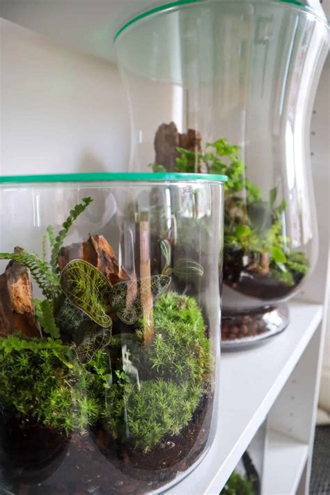 Fish Bowl Terrarium The Complete Diy Guide And Where To Buy