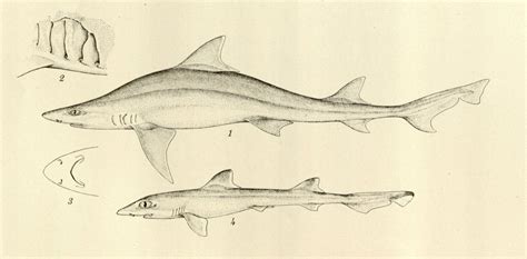 Hemitriakis Leucoperiptera Shark References