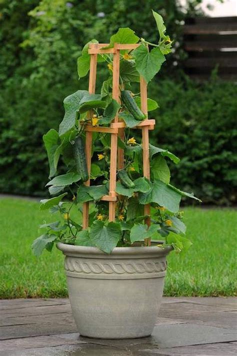 Best And Most Productive Vegetables To Grow In Pots Container Gardening
