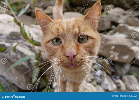Red Whiskered Funny Cat Looks At Camera Stock Image Image Of Funny