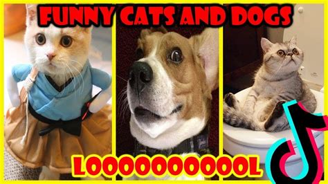 Funny Cats Of Tiktok Compilation ~ Cutest Kittens Tik Tok Youtube