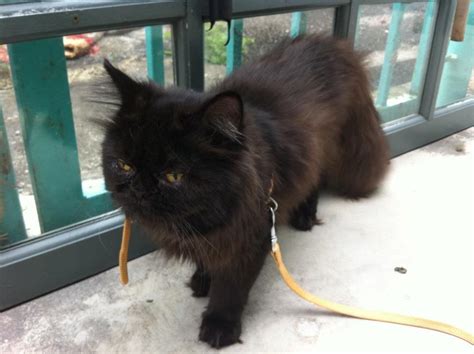 Harga anak kucing dapat bervariasi dari £ 300. WTS Kucing Parsi / Persian Cat untuk dijual - HOTLIPS CORNER