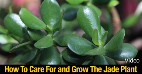 It is literally stretching itself out, reaching towards the light. How To Grow And Care For The Jade Plant | How To Instructions