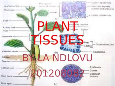 Ppt Plant Tissues Presentation Dokumentips