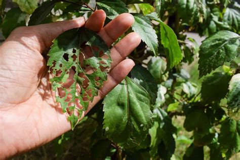 7 Most Common Hibiscus Diseases And Pests And How To Treat Them