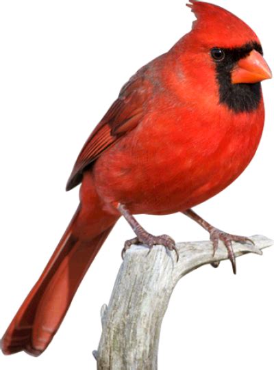 Cardinal Png 20 Free Cliparts Download Images On Clipground 2022