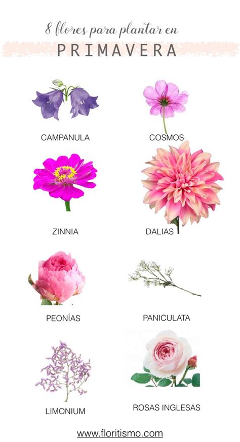 8 Flores Para Plantar Esta Primavera En 2020 Con Imágenes Flores
