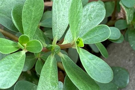 Common Purslane Weed Of The Week Extension Service West Virginia