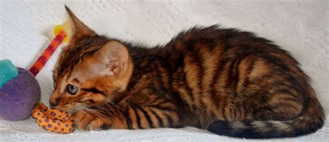 Toygers have an easily trained character and are laid back. TOYGER KITTEN MALE | Brandon, Suffolk | Pets4Homes