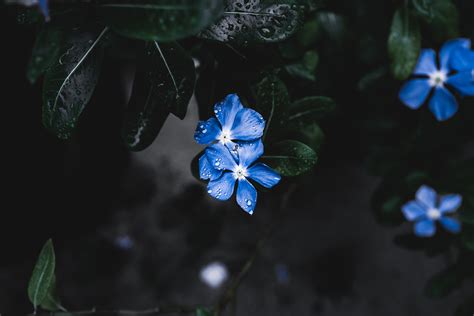 2560x1700 Blue Plant Flower Chromebook Pixel Hd 4k Wallpapers Images