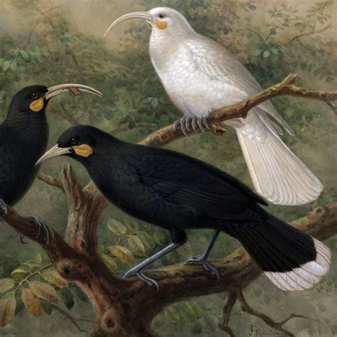 Extinct New Zealand Birds