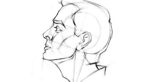 Male Face Side View Drawing Reference And Sketches For Artists