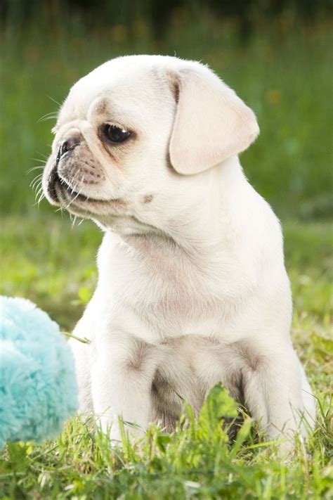 Pin By Liddia Collins On White Pug Puppies Pug Puppies Cute Pugs