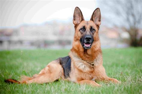 2023 Most Loyal Dog Breeds Top 10 Most Loyal Dogs Ever Best Dogs