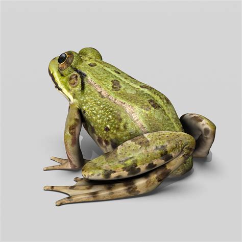 Both of them are amphibians meaning that they can live on land and in water. Green Frog - MotionCow