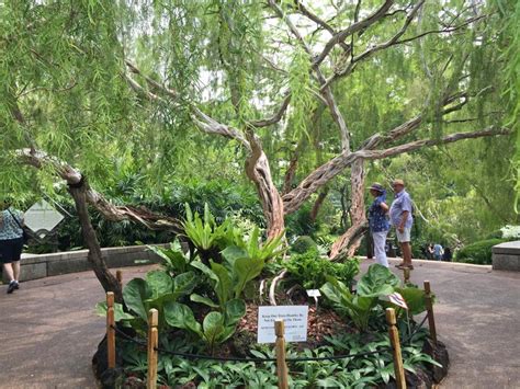Botanischer garten in singapur verschiedenste themengärten wie der national orchid garden, der learning forest, den themed gardens oder the amazing world of plants machen den botanischen garten zu etwas ganz besonderem. Botanischer Garten Singapur - Die grüne Seele der ...