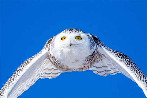 An Afternoon With A Snowy Owl Christopher Martin Photography