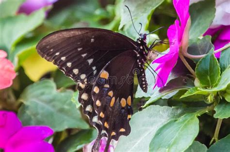 Una Mariposa Del Swallowtail Del Spicebush En Una Planta De Los